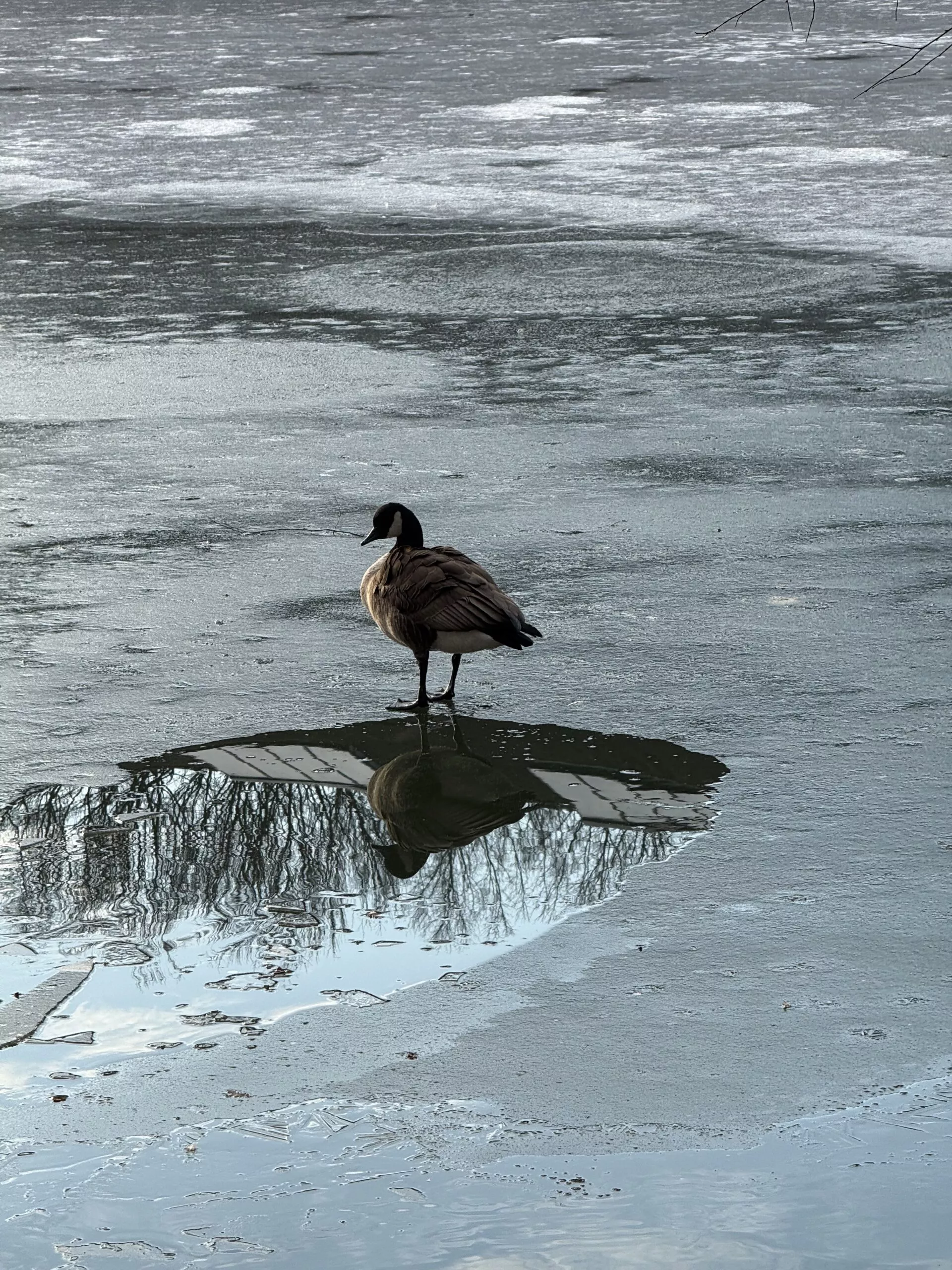 A Canadian goose standing on the partially-frozen Van Cortlandt Lake, with its reflection showing in a patch of unfrozen lake.