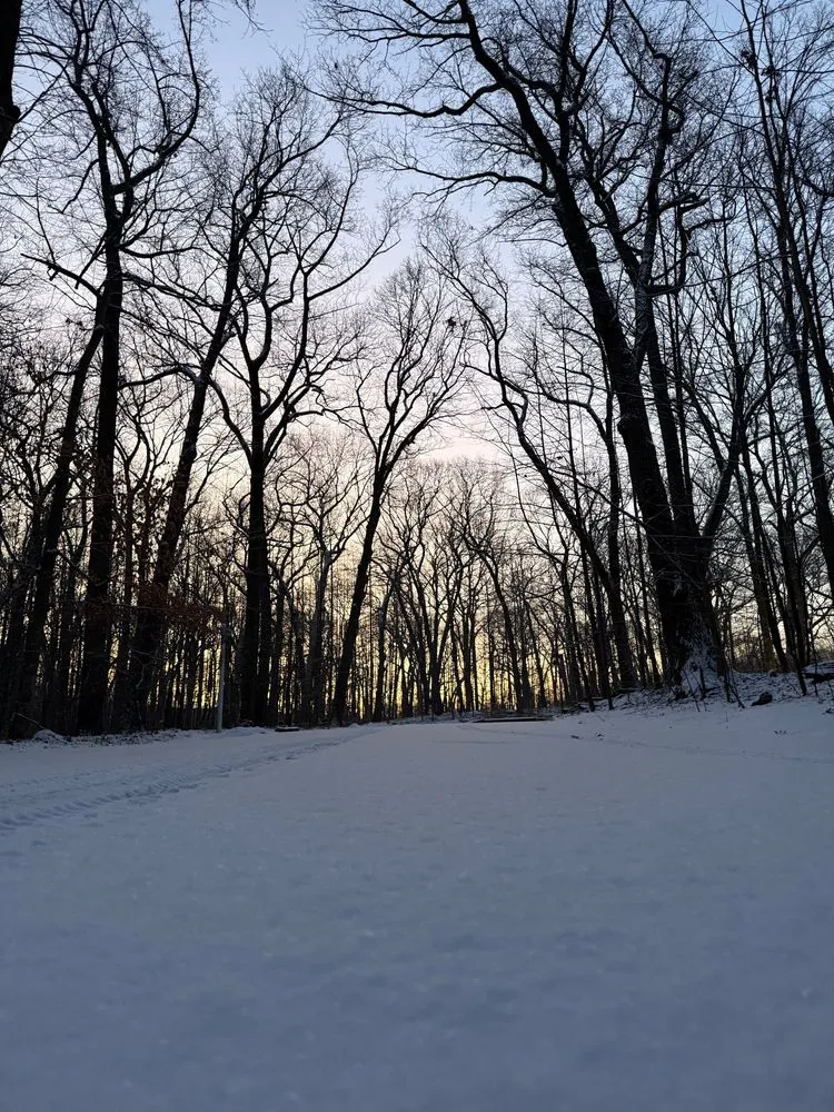 sunrise behind trees, with snowy ground in the foreground