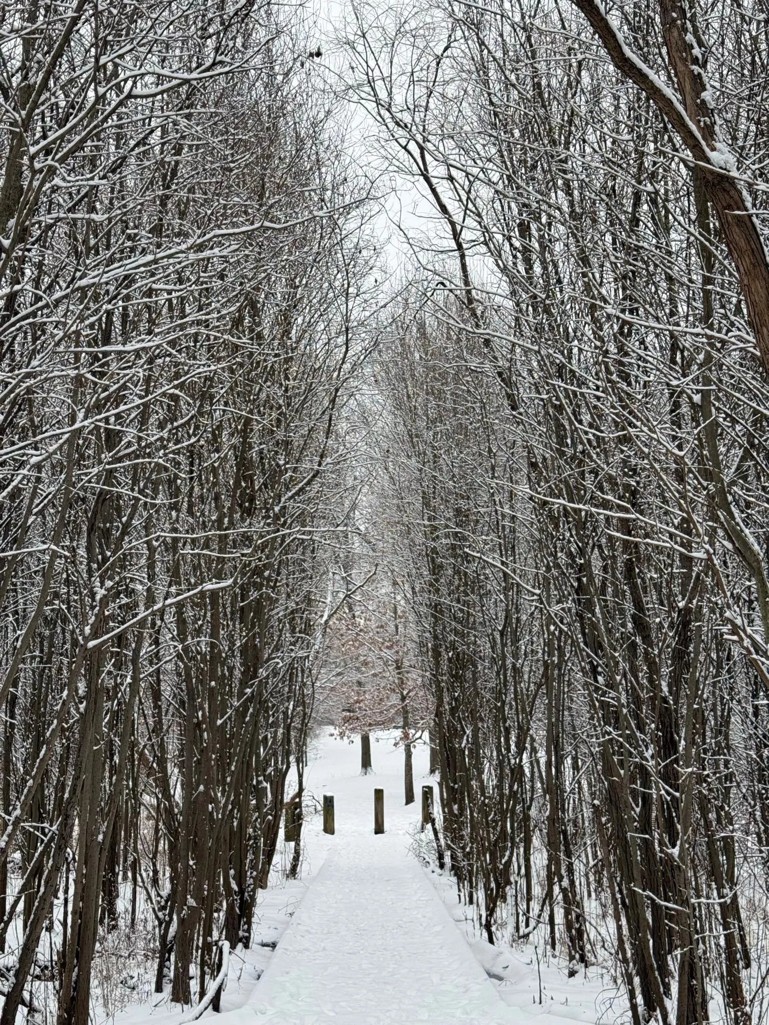 tall thin leafless trees on the left and right of a snowy path and in the distance, three wooden posts and beyond that a single tree, in Van Cortlandt Park