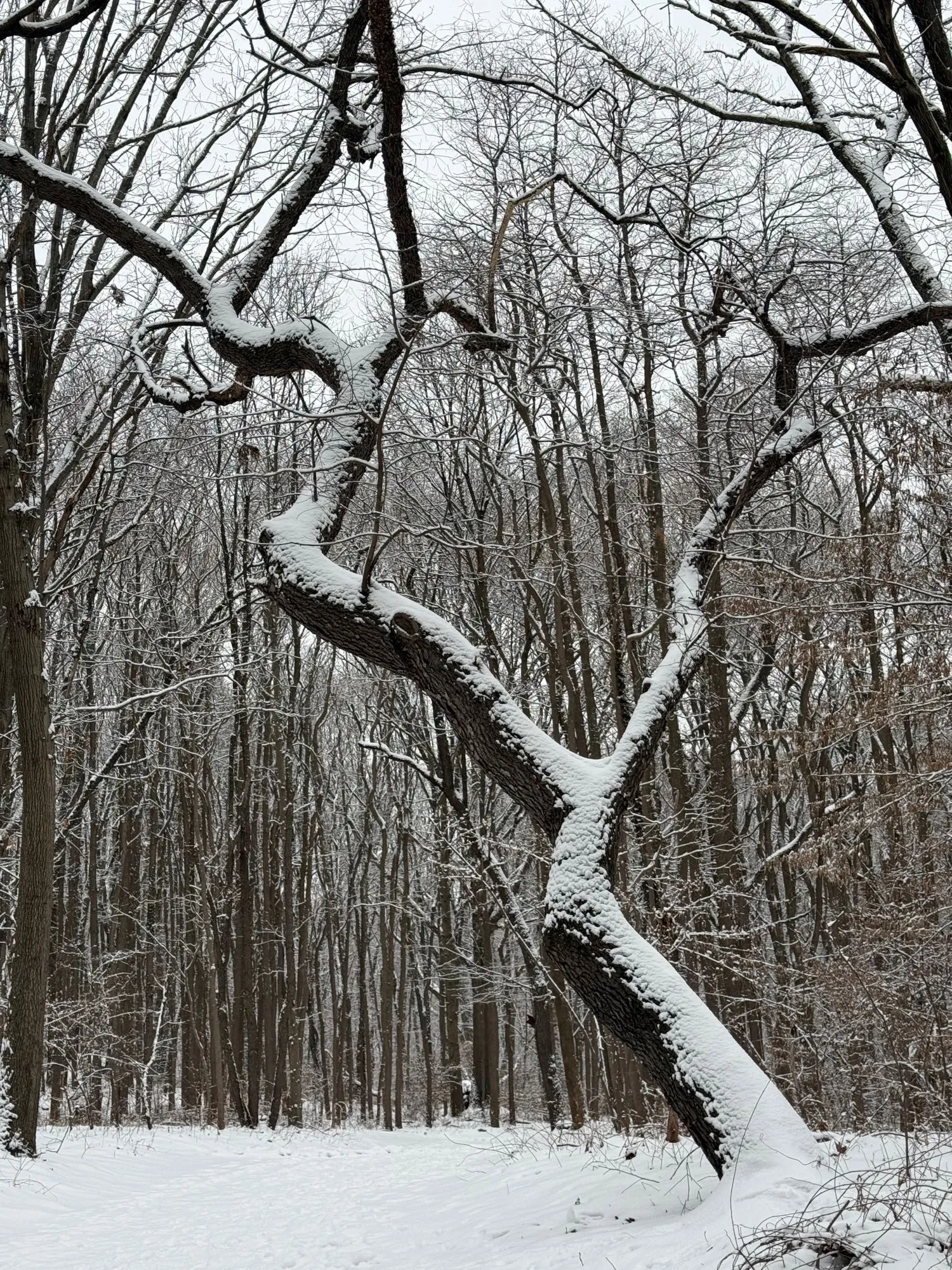 A jagged, crooked tree in the foreground; many straight thin trees in the background, all with snow on the right side of their trunks.