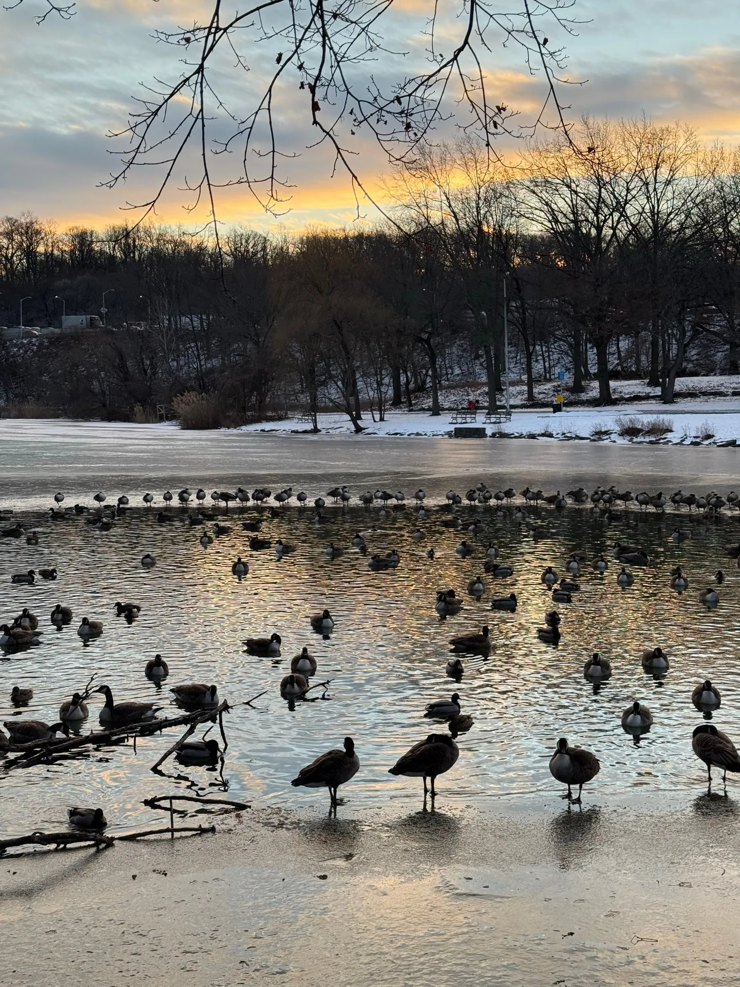 Canadian geese & mallards sleep & gather in a circle on the iced-over Van Cortlandt Lake around unfrozen water, as the sun rises beyond the treeline.