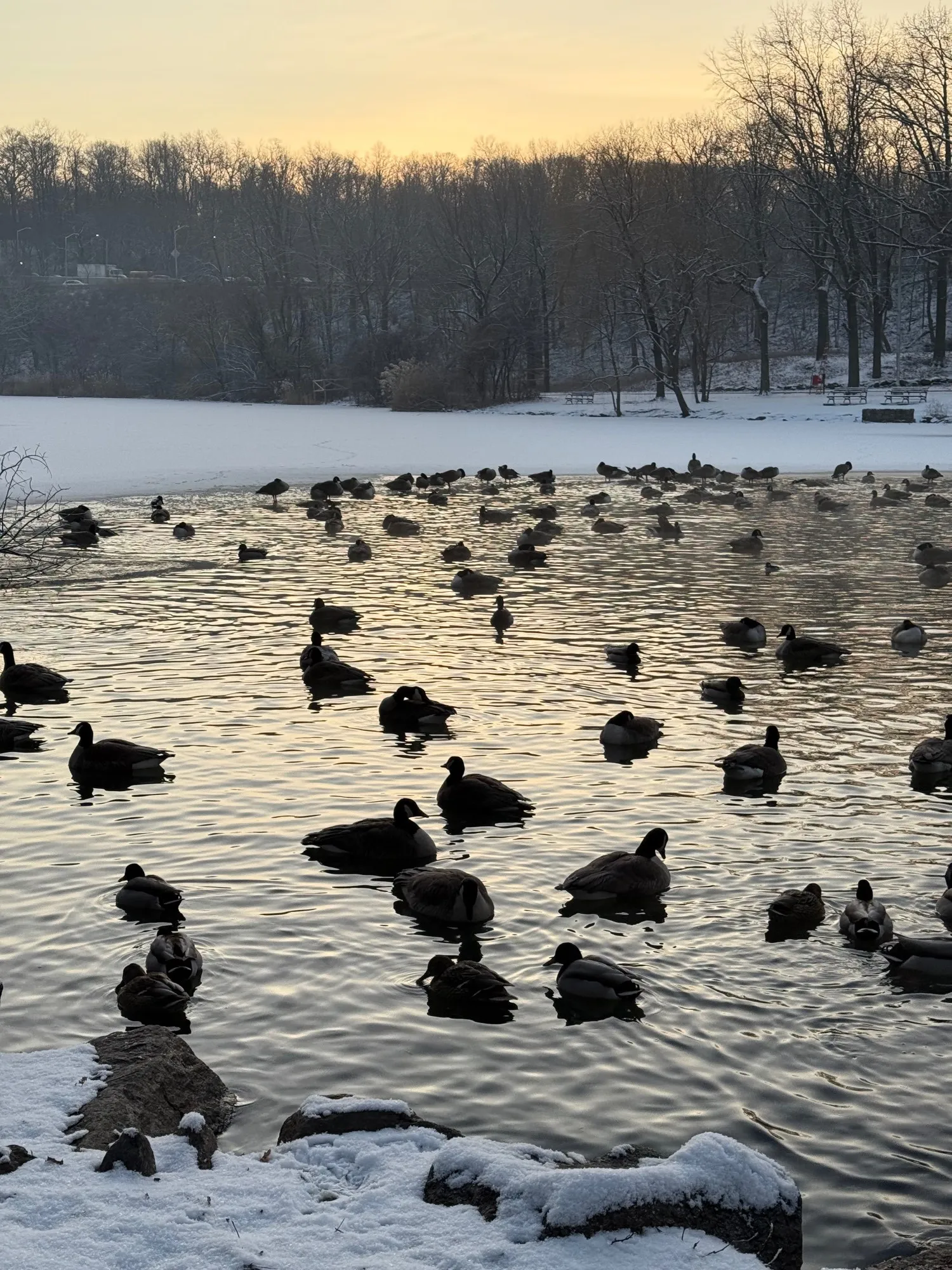 Ducks & geese on Van Cortlandt Lake, at sunrise, early February 2025