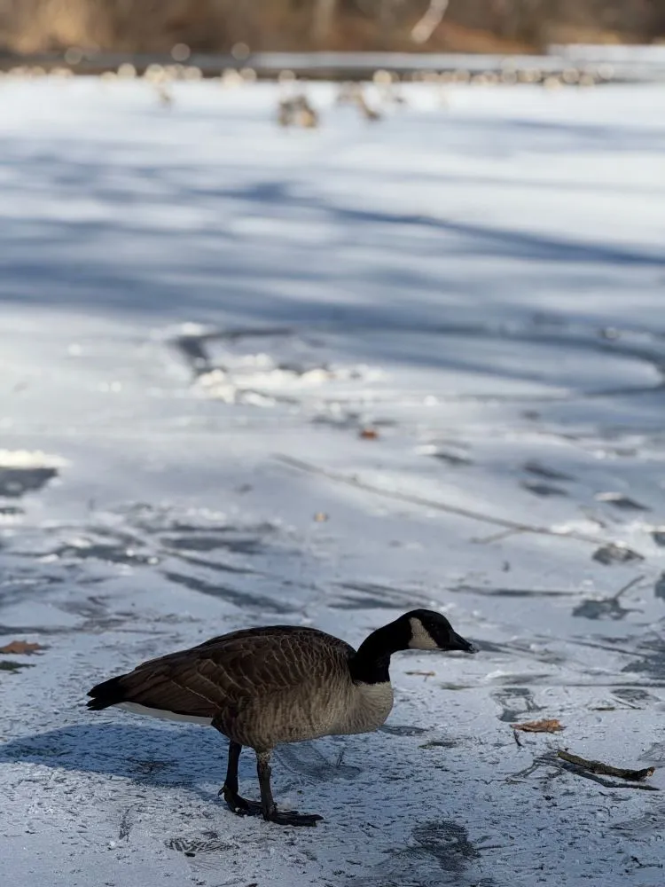 a Canadian goose walking on an iced-over Van Cortlandt Lake