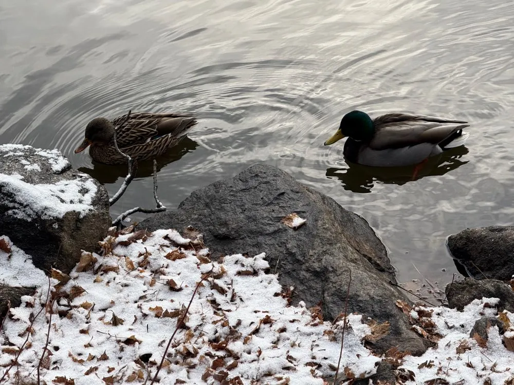 A female and male mallard swimming near the shore of Van Cortlandt Lake