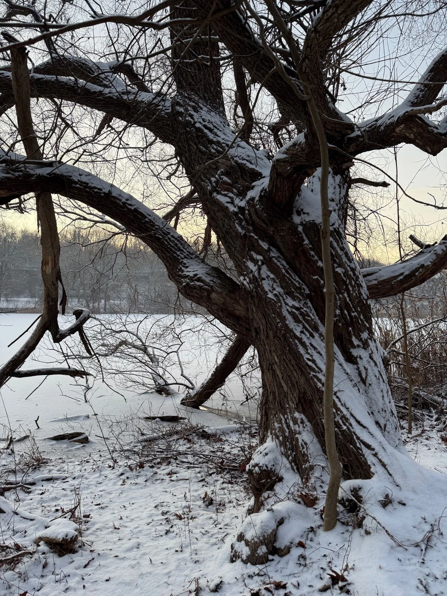 A tree, with some of its lower branches dipping into a frozen lake.