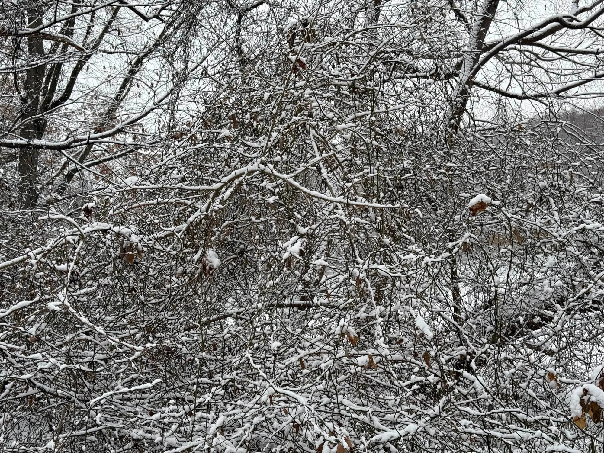 a thicket in Van Cortlandt park