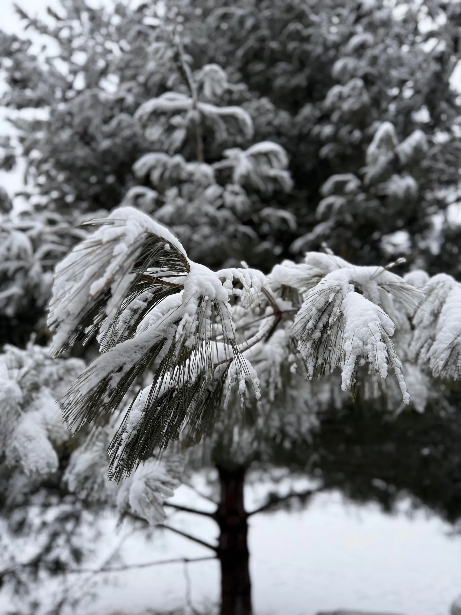 snow-covered needles on an evergreen tree in Van Cortlandt Park