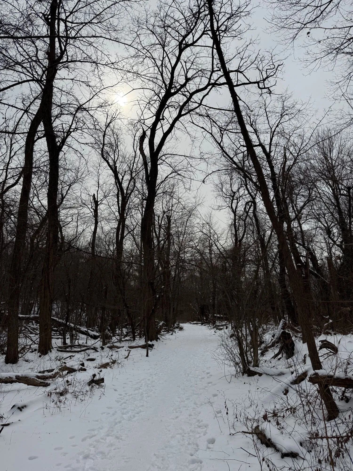 Late morning sun behind the trees in Van Cortlandt Park