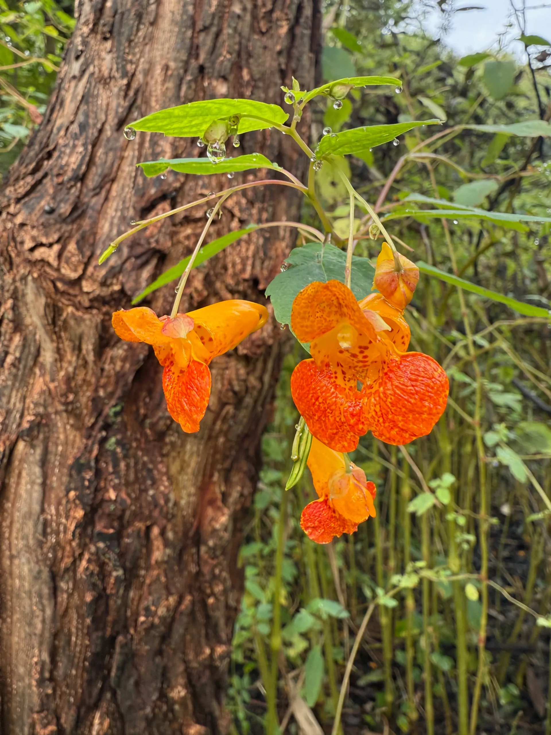 Jewelweed blossoms in Van Cortlandt Park