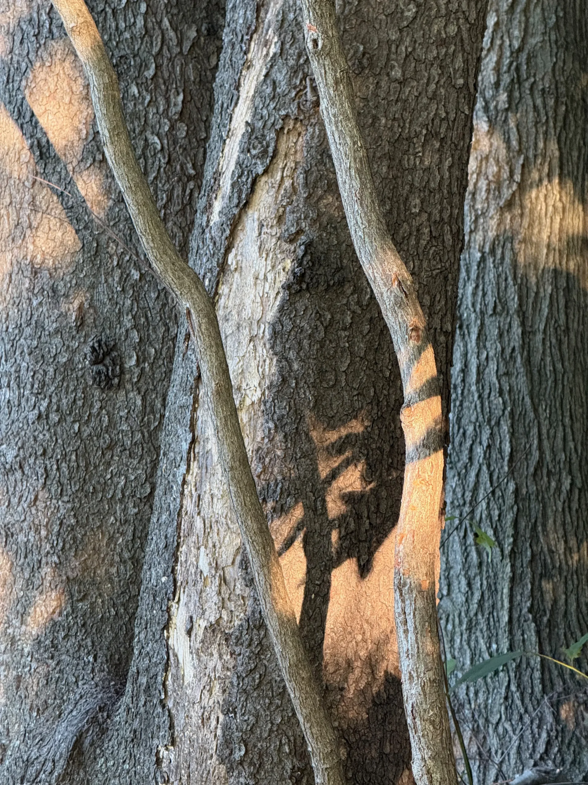 Trunks of several trees with morning sunlight & shadows on them in Van Cortlandt Park